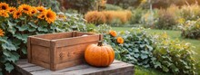 A Crate Full Of Harvested Pumpkins On A Pumpkin Patch Farm In Autumn. Pumpkins Fresh In Wooden Crate, Blurred Plantation Background.