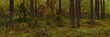 beautiful autumn mossy deep pine forest. widescreen picturesque serene landscape 15:5 format. side view