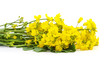 Yellow rapeseed flowers.