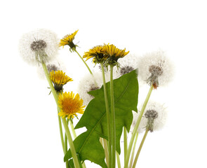 Canvas Print - Dandelion flowers and seeds.