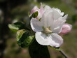 Kwitnienie jabłoni