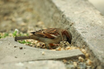 Wall Mural - One beautiful sparrow feeding outdoors. Wild animal