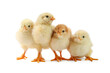 Many cute chicks isolated on white. Baby animals