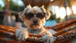 Small Dog Wearing Sunglasses Laying in Hammock