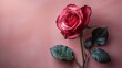 A Single Red Rose on a Pink Background