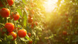 ripe tomatoes growing on vines, bathed in a warm, golden light. The tomatoes are attached to lush green vines and appear ready for harvest.