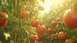 ripe tomatoes growing on vines, bathed in a warm, golden light. The tomatoes are attached to lush green vines and appear ready for harvest.