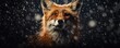 Portrait of a fox in rain against dark background