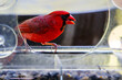 A vibrant red cardinal is perched inside a clear bird feeder, with seeds visible at the bottom.