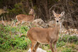 A brownish-white tail deer stands alert in the foreground, looking directly at the camera, with thick fur and visible ears pointing upward.