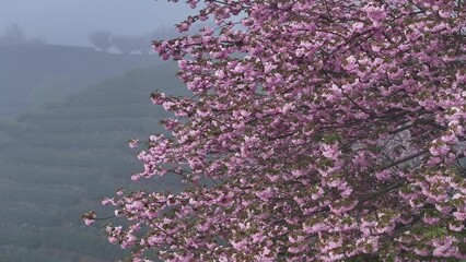 Wall Mural - blooming peach flowers on green hill