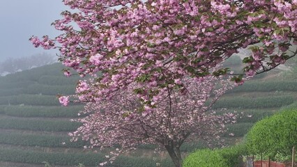 Wall Mural - blooming peach flowers on green hill