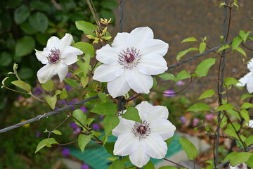 Canvas Print - Clematis flowers. Ranunculaceae perennial vine. In Britain it is called the queen of the vines.