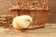 Cute chicks and wicker basket on wooden table. Baby animals