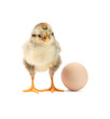 Cute chick and egg isolated on white. Baby animal