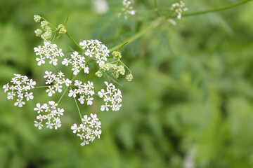 Wall Mural - background, field white flowers on blurred natural green background