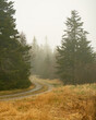 A dirt road on a foggy day on Beals Island, Maine
