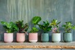 assortment of houseplants in stylish ceramic pots urban jungle collection