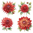 set of 4  red dahlia, watercolor, clipart, white background, isolated