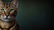 portrait of a bengal cat with green eyes on dark background, banner, background