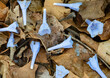 712-74 Bluebells on Forest Floor