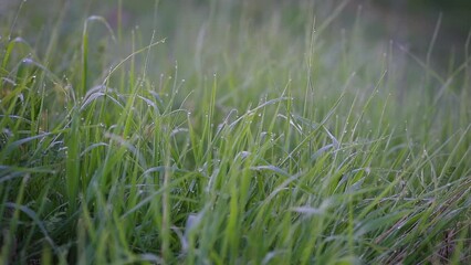 Poster - Field of grass with dew on it close-up, early foggy morning.