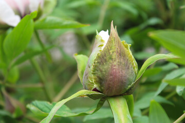 Wall Mural - bud of a flower, flower bud, peony bud on blurred natural background