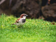 Sparrow on green grass