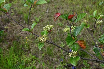 Canvas Print - Viburnum japonicum flowers. Adoxaceae evergreen tree.Blooms small flowers in April and berries that turn red in fall are edible.