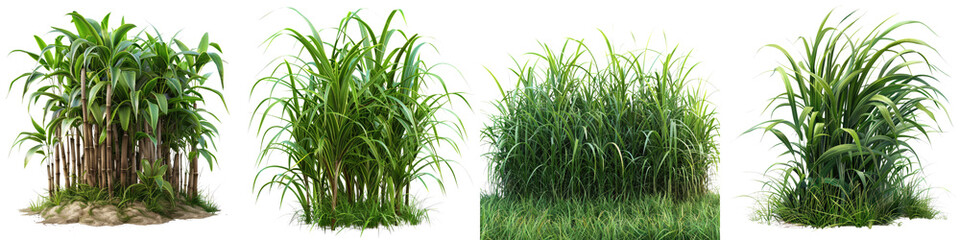 Wall Mural - Hardy Sugar Cane Jungle Botanical Grass Hyperrealistic Highly Detailed Isolated On Transparent Background Png File