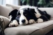 'couch border collie lying dog doggy animal nature pet outdoors portrait red white snout wool hair fur companion canino cute pretty cheerful purebred background ear eye horizontal look head face'