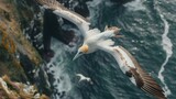 Fototapeta  - Explore the aerial elegance of a Northern gannet in flight, carrying nesting materials