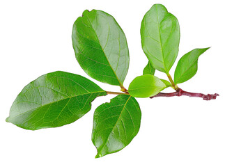 Wall Mural - Fresh green branch of Salal (Gaultheria Shallon) or Lemon Leaf isolated on white background