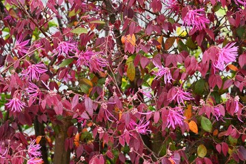 Sticker - Chinese fringe bush used for hedging. Hamamelidaceae evergreen tree. Blooms slender pink four-petaled flowers in early summer.