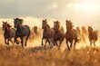 Horse herd run in desert sand storm against dramatic sky Small band of wild horses approaches with curiosity in the high desert West Horses run gallop in flower meadow