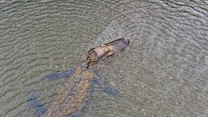 Wall Mural - Aerial view of an American Alligator