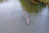 Fototapeta Natura - Aerial view of an American Alligator