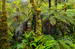 Lush rainforest path In New Zealand