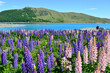 Field of lupin wildflowers on the shore of lake Tekapo in New Zealand