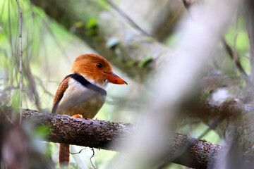 Sticker - The collared puffbird (Bucco capensis) is a species of bird in the family Bucconidae, the puffbirds, nunlets, and nunbirds. This photo was taken in Colombia.