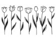Divider doodle boder tulip drawing flower sketch.