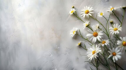 Wall Mural - daisy flowers on grey background with copy space for text
