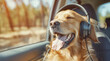dog wearing headphone