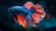 Close-up of a vibrant Betta fish, showcasing its spectacular long tail and iridescent scales under soft, ambient lighting