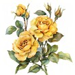 Yellow roses watercolor isolated on white background