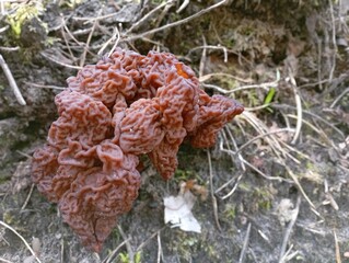 Wall Mural - false morel mushroom Gyromitra in springtime. 