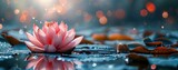 Fototapeta  - Beautiful pink lotus flower blooming in pond with bokeh background. The concept of celebrating Vesak