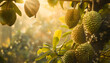 An illustration of beautiful durian fruits hanging on the tree. The soft glow of the morning sun hits the fruits