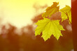 Beautiful spring leaves of maple tree against sunset light . Horizontal shot , copy space