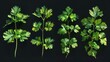  Set of realistic vector illustration of green curly haired coriander leaves on black background